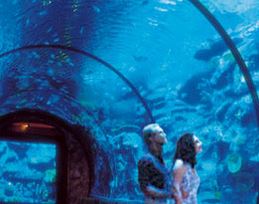 las vegas shark reef aquarium south strip mandalay bay